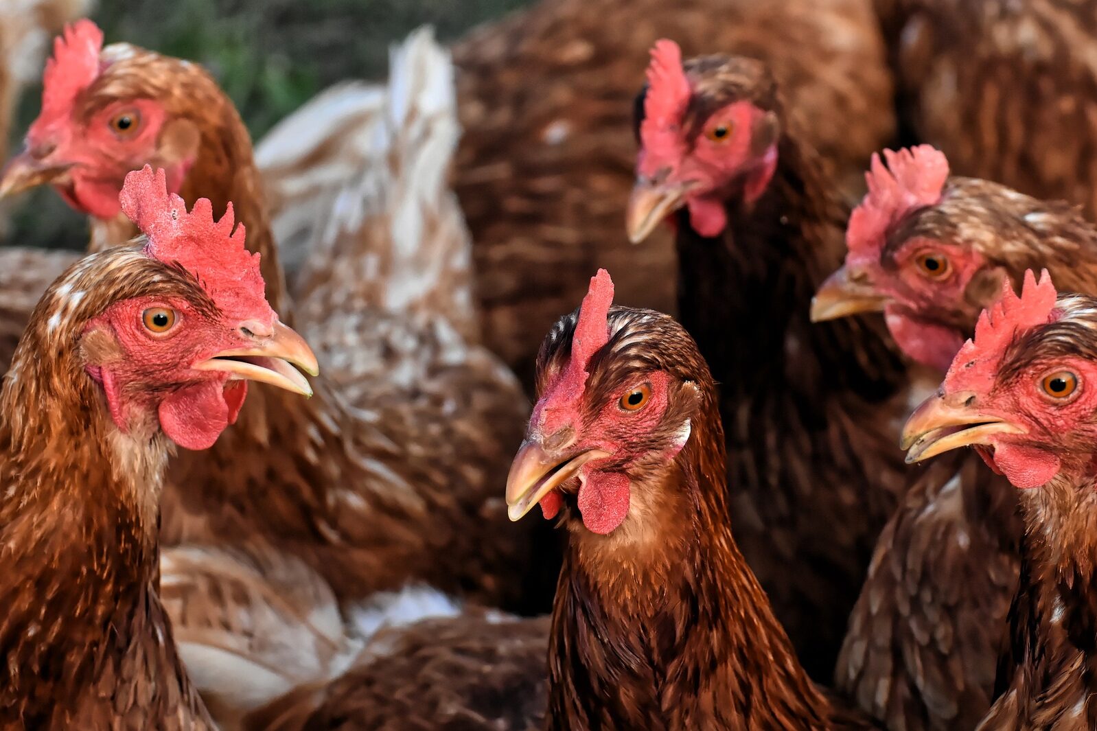 How Much Space Do Chickens Need Satisfy Your Bird Friends