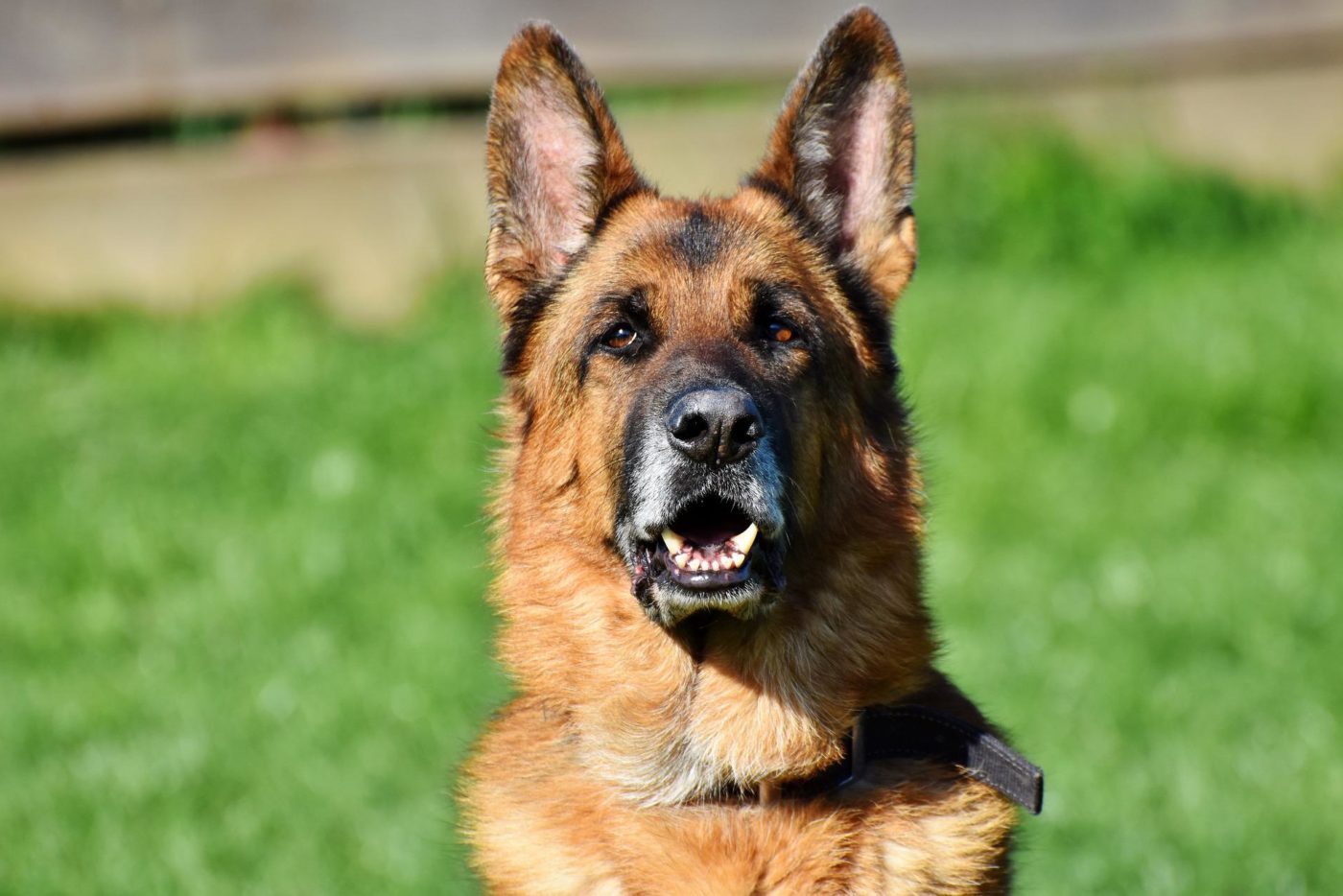 outdoor dog house for german shepherds