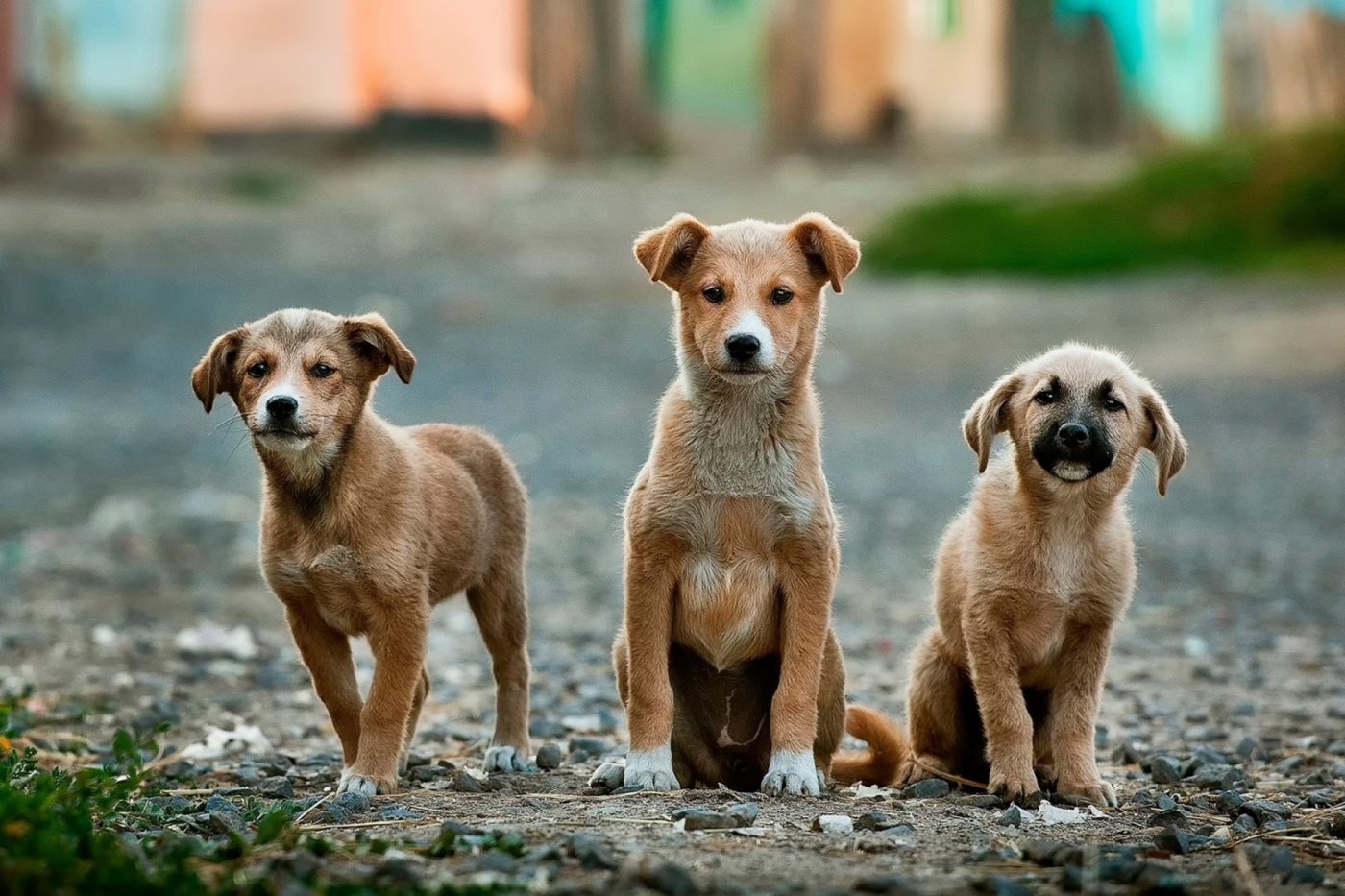 outdoor dog houses for every breed