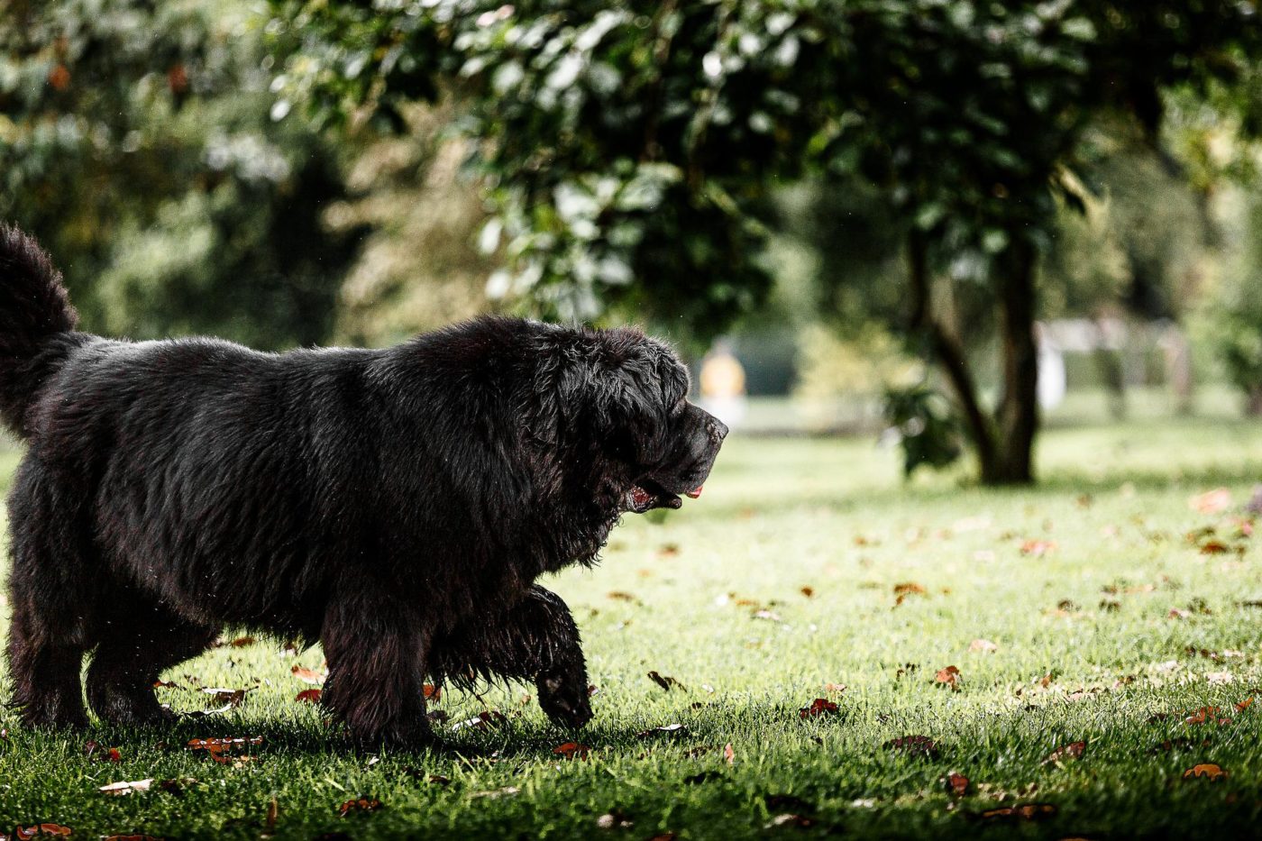 outdoor dog houses for newfoundlands