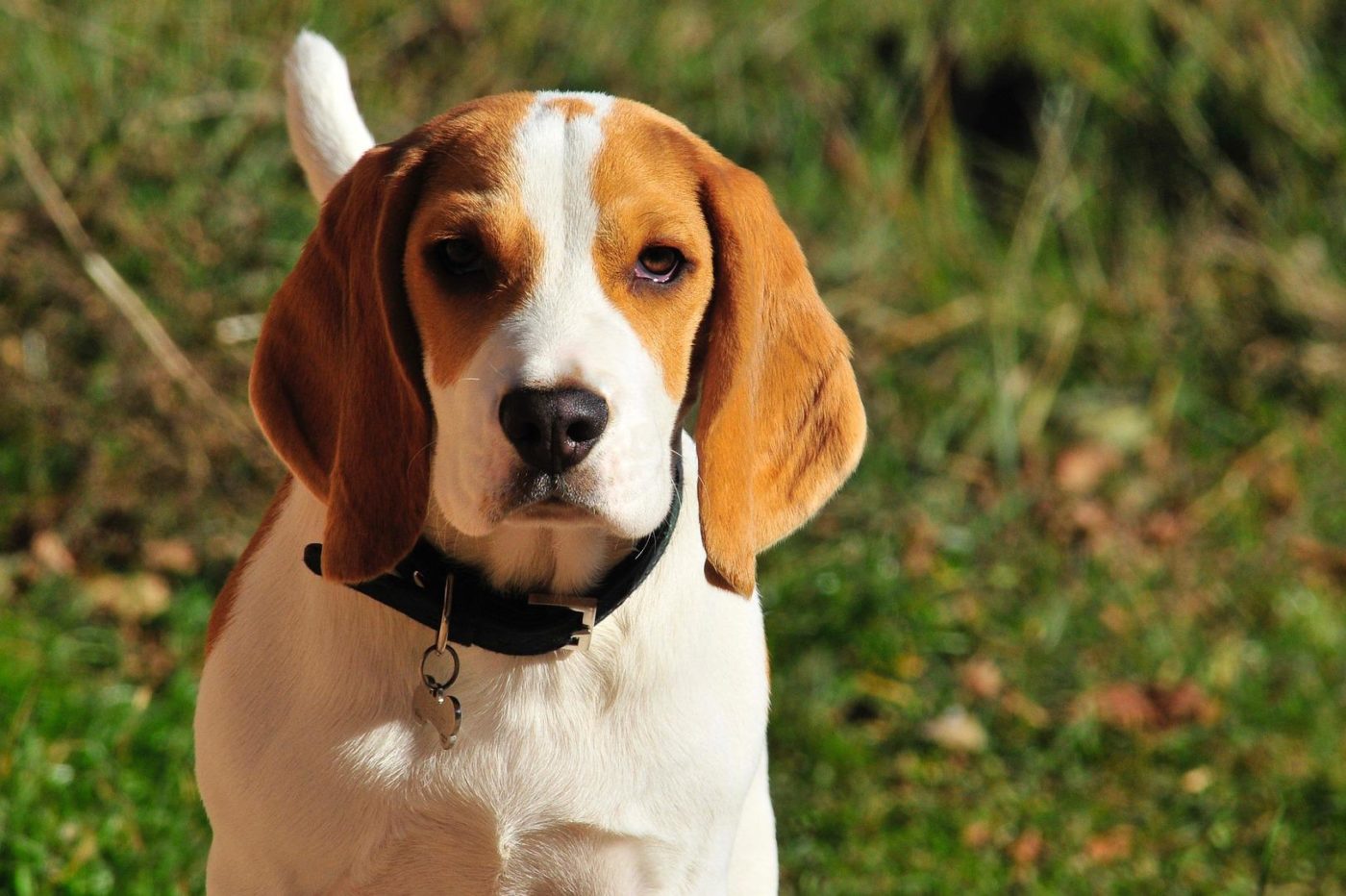 outdoor dog kennels for beagles