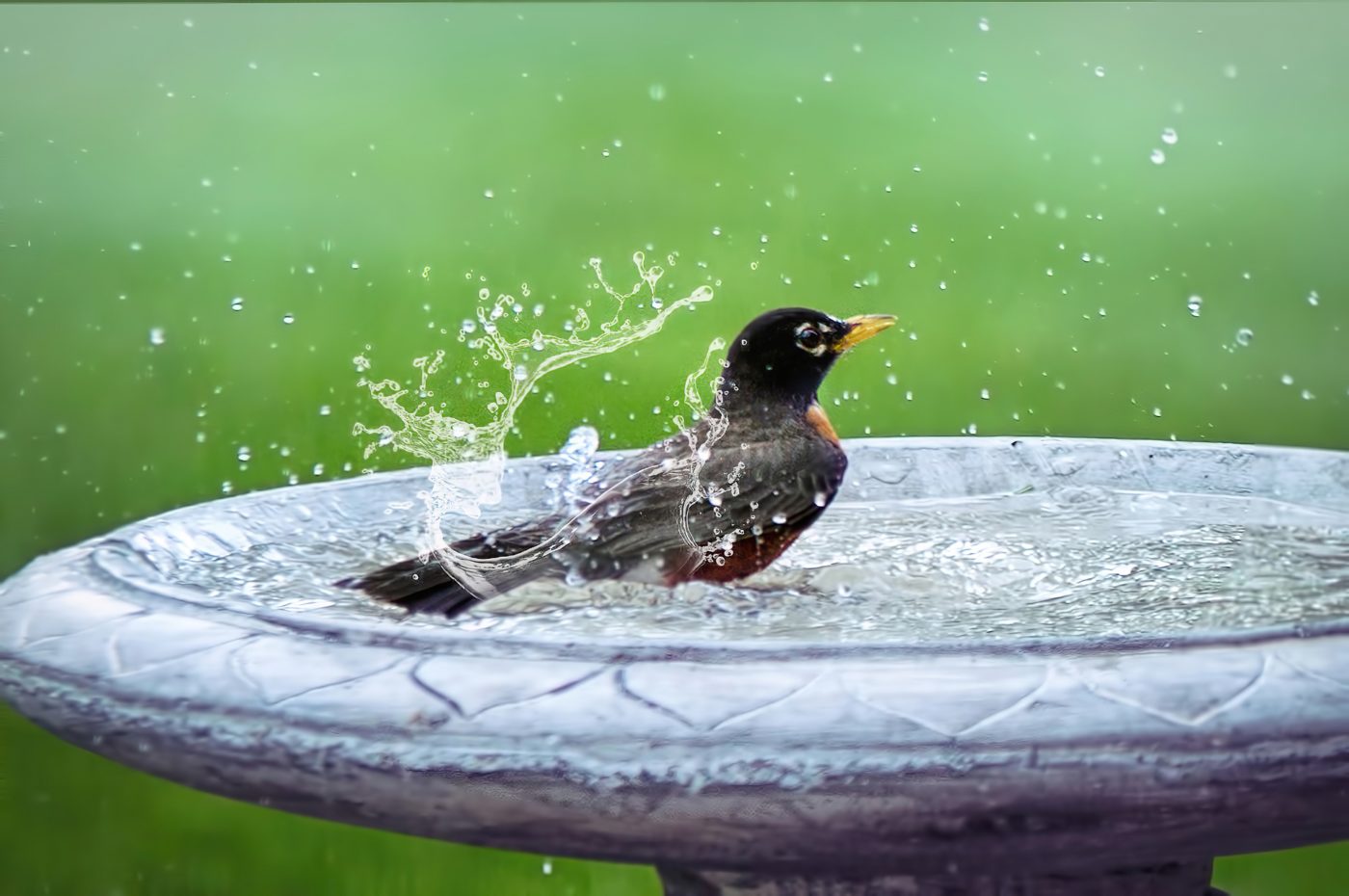 outdoor entertainment bird bath