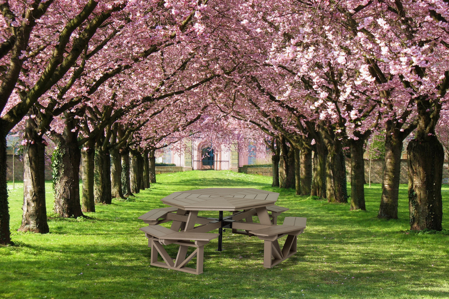 wooden picnic table under cherry blossom trees